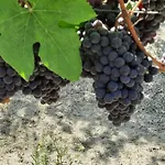 게스트하우스 Ca Trifolera - Tripla Con Bagno - In Romantico Cascinale Nei Vigneti Con Cantina 바르바레스코