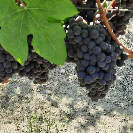 Gæstehus Ca Trifolera - Tripla Con Bagno - In Romantico Cascinale Nei Vigneti Con Cantina Barbaresco