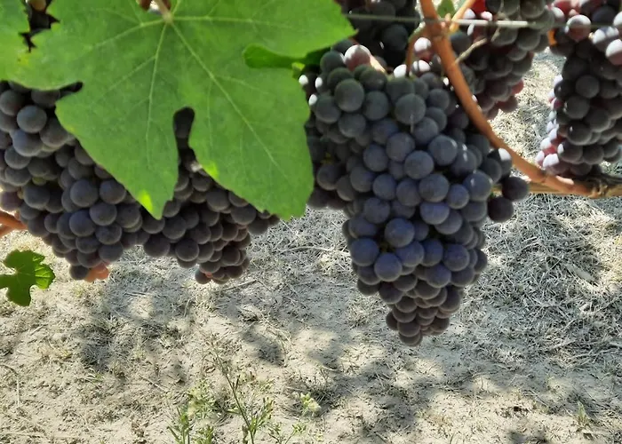 Pensjonat Ca Trifolera - Tripla Con Bagno - In Romantico Cascinale Nei Vigneti Con Cantina Barbaresco